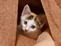 少しずつ元気を取り戻した果生ちゃん（画像提供：YouTubeチャンネル「三毛猫かなり」さん）