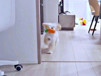 足の裏が見えるほど高くあげながら走るぽてとくん（画像提供：マルプーのぽてとさん）