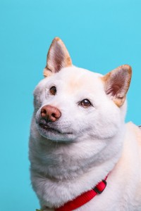 普段のゆき丸くん／ゆきあずさん（@yukiazu09300725）提供