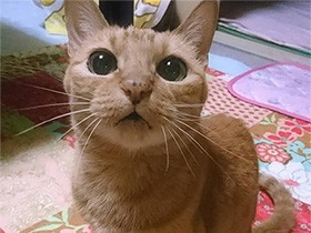 人の肩にポンと飛び乗るよ　小柄な茶トラ猫「愛」