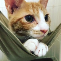 大きな目が可愛いにゃ