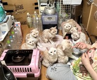 全頭痩せていて、毛並みもボサボサだった（「ののいち にゃんこのおうち」さん提供、Instagramよりキャプチャ撮影）