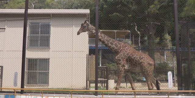 6月21日は「世界キリンの日」　キリンの身長・体重測定など池田動物園で特別イベント　岡山