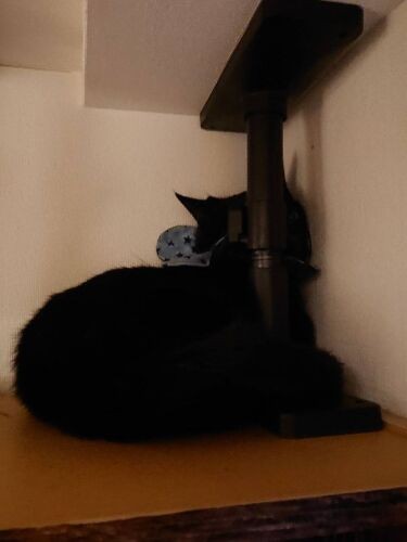 壁のほうを向いて石のように動かなかったアルくん（恵里さん提供）