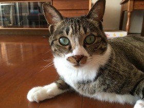人見知りだった保護猫「ふうちゃん」　今では自由にのびのび！