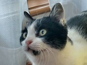 再び庭に現れ２年越しで家族に！　お部屋探検中のミックス猫「くぅ」