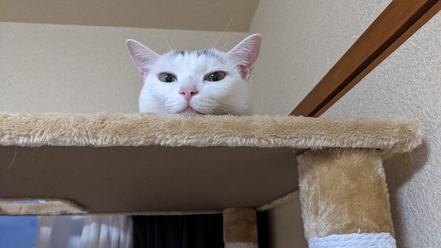 今日も一日幸せだったにゃ