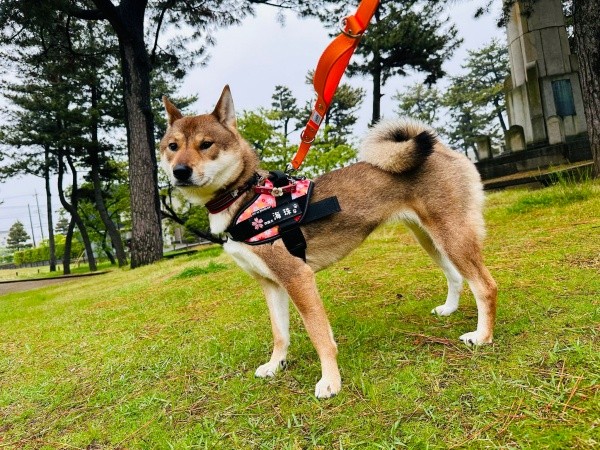 花柄のネーム付きハーネスがよく似合う海珠ちゃん（画像提供：海珠 四国犬さん）