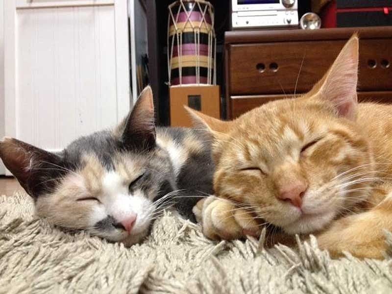 フクとさくらはすぐに仲良しに