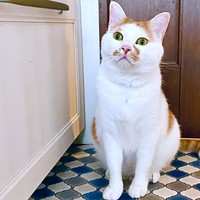 キッチンでちょこんとおすわりするちゃろくん（画像提供：るる☆フワフワプレス社さん）