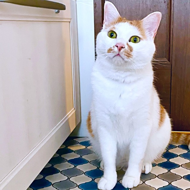 キッチンでちょこんとおすわりするちゃろくん（画像提供：るる☆フワフワプレス社さん）