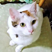 おうちで唯一の女の子になったハナちゃん（画像提供：ハナちゃんさん）