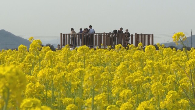 笠岡市　道の駅で菜の花が見頃　岡山