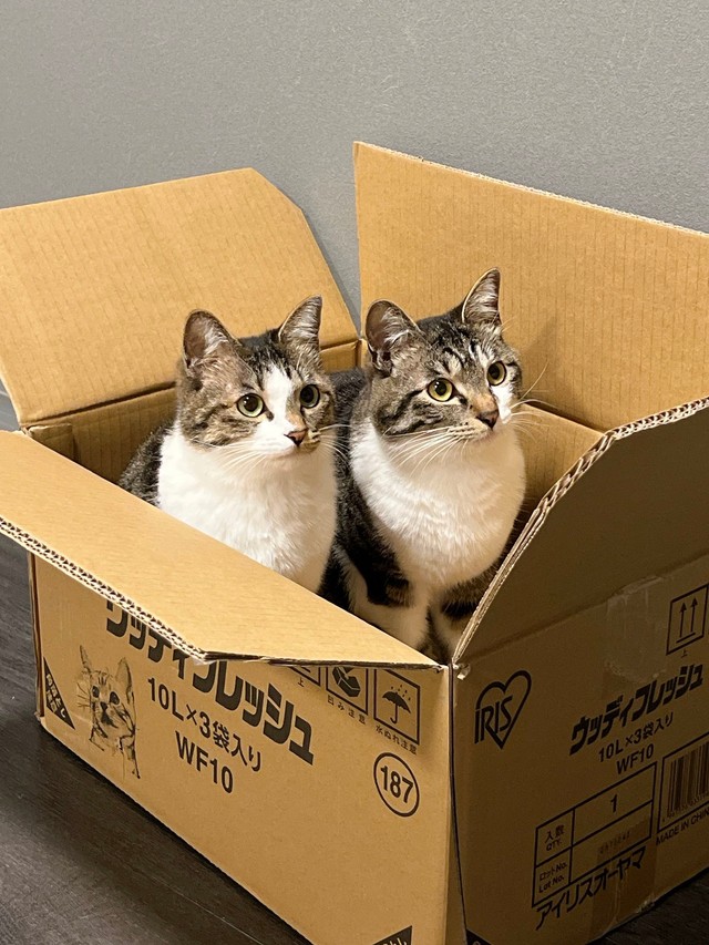 段ボールの中には同じポーズで佇む猫ちゃんたちが、、、（提供：🐈🐈さん）