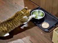 正面に移動して、再び、レタスに挑むチビちゃん（画像提供：いくどんさん）