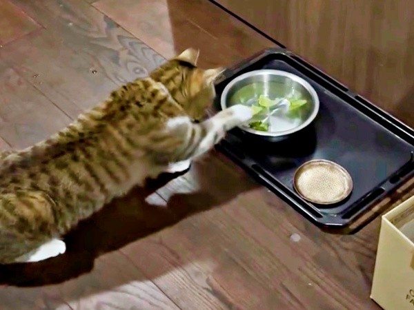 正面に移動して、再び、レタスに挑むチビちゃん（画像提供：いくどんさん）
