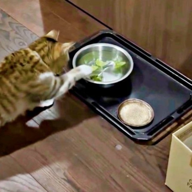 正面に移動して、再び、レタスに挑むチビちゃん（画像提供：いくどんさん）