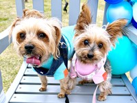 お散歩中、仲良くツーショット！（左から）小太郎くんと茉凜ちゃん（画像提供：ちゃーちゃんさん）