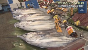 カツオの入荷が本格化　数量は安定の見込み　仙台市中央卸売市場