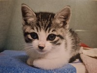 子猫期