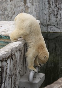 これ何だろ？ いろんなものが気になるフブキ（2023.3 東山動植物園）