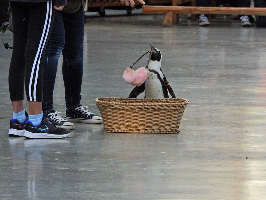 ★タキシード姿のペンギンの置物★ たわし アニマル ペンギン 置物 オブジェ おしゃれ かわいい