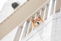 ワンちゃんとの大切な住まいなのに…