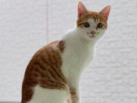 へその緒がついた状態で保護された茶白猫「SUN」　大きく育ってくれてありがとう！