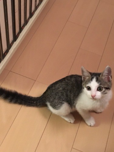 名前は「シッピ」になりました(大森直撮影)