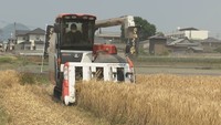 香川県産小麦「さぬきの夢」の収穫最盛期　外国産と価格逆転はチャンス？　生産者から不安の声も