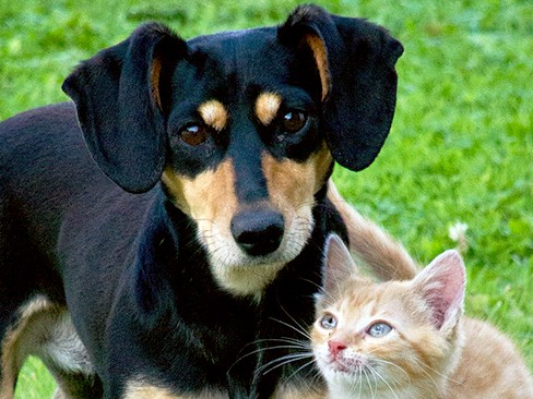 ペットも「夏バテ」する夏が到来！　対策に中医学を取り入れよう