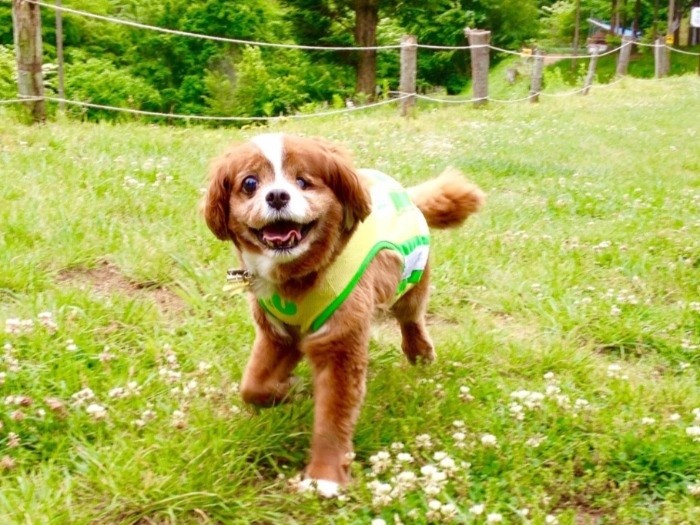 ボーニュと出会ったから保護犬のことを知り、にじ色やハニーパンにも会えた。「夫婦にとって永遠にかけがえのない子どもです」と環奈さん。