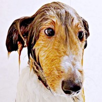 溶けてる！？ 丸洗いしたら顔も体も細くなったベルカくん（画像提供：ジト目のベルっち シェルティさん）