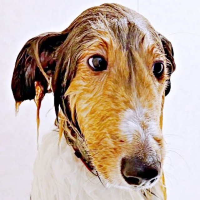 溶けてる！？ 丸洗いしたら顔も体も細くなったベルカくん（画像提供：ジト目のベルっち シェルティさん）