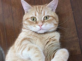 リードでお散歩できるにゃん　ちょっとしょぼ顔のスコ「コテツ」