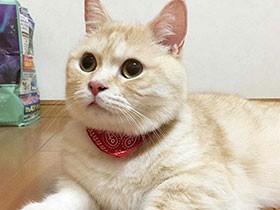 久しぶりに首輪つけておすまし　マンチカンの「きなこ」　