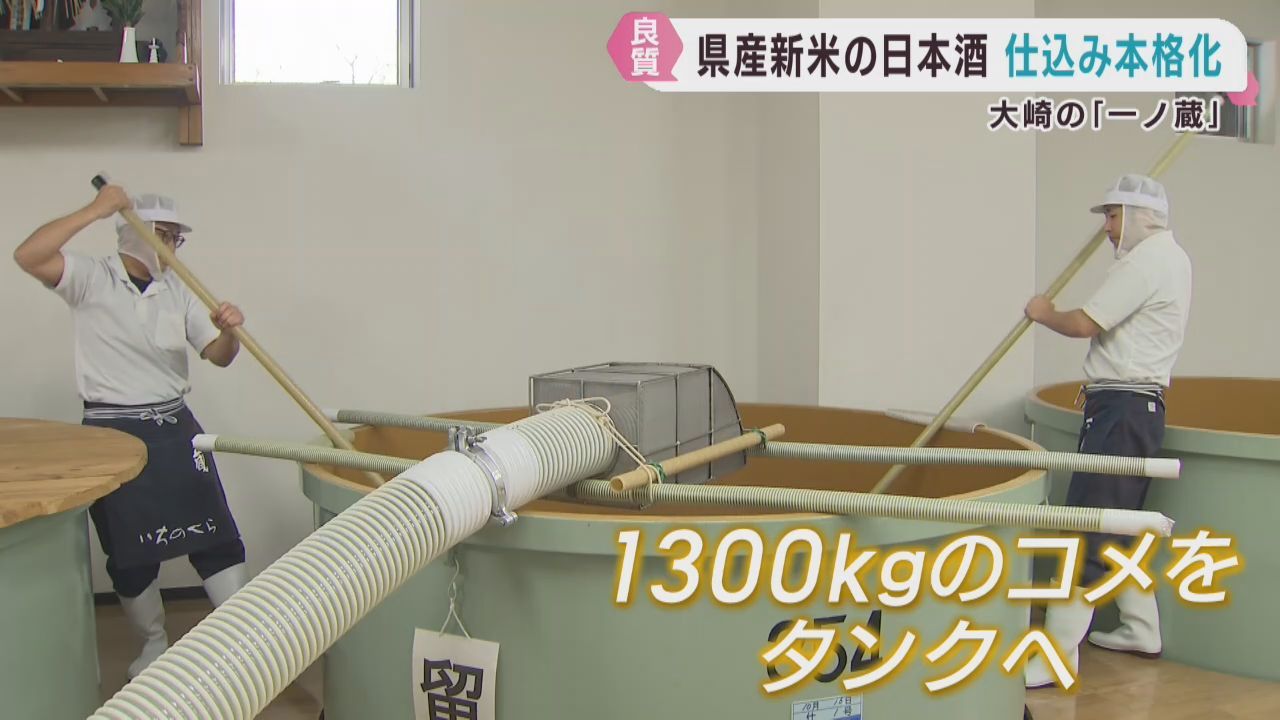 一ノ蔵で新米での仕込み本格化　宮城・大崎市　