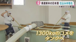 一ノ蔵で新米での仕込み本格化　宮城・大崎市　