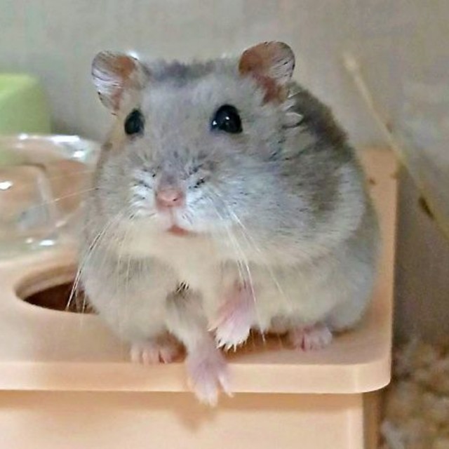 潤んだ瞳がかわいらしいエレン・イェーガーくん（画像提供：예거왕さん）
