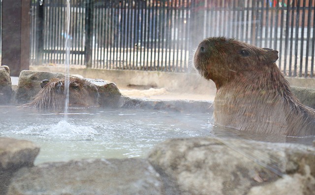 長湯を楽しむカピバラ。湯から出た体から湯気が立っていた