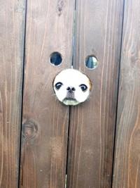 鼻出し部分からお顔をのぞかせるほのちゃん（画像提供：ほのさん）