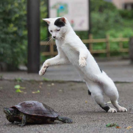 カメを見つけて…（沖昌之 / 辰巳出版）