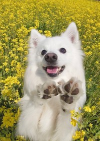 ひんやり寝具に包まっていた日本スピッツ犬の男の子、楽くん（画像提供：くーさんママさん @kukuri_shibainu）