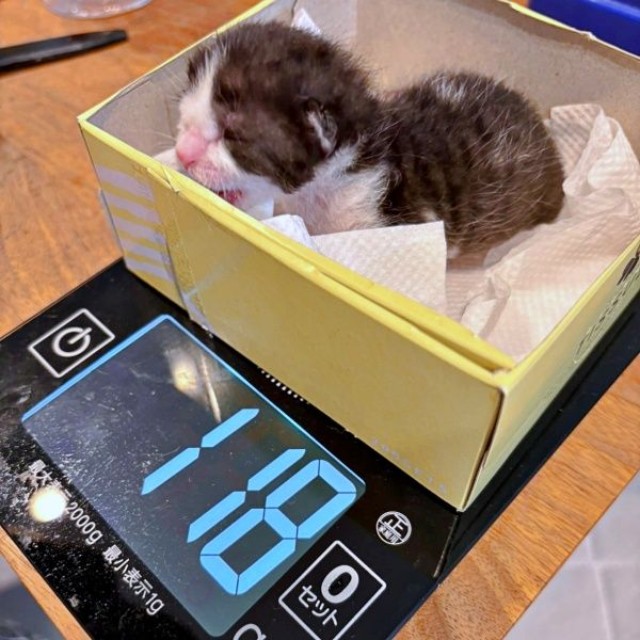 保護時、体重118gしかなかったこはるちゃん（画像提供：T&A&Fさん）