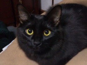 水路から救助された甘えん坊の子猫　にぎやかな家族に迎えられ、おてんばぶりを発揮