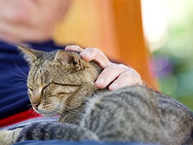 ペットロスを考える　猫と暮らす高齢者、重症化に注意