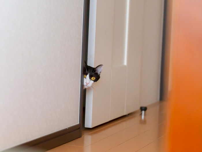 はる「リンリン、大丈夫だよ」