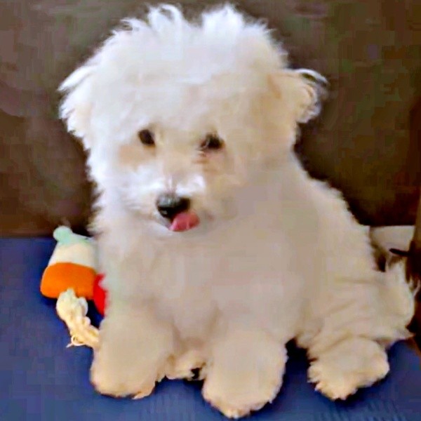 子犬時代、ふわもふのキュートなパポくん（画像提供：形が定まらない犬さん）
