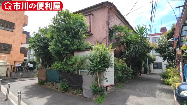 高木が重なり、奥まで見通せない状態／市川の便利屋さん（@ichikawanobenriya）提供