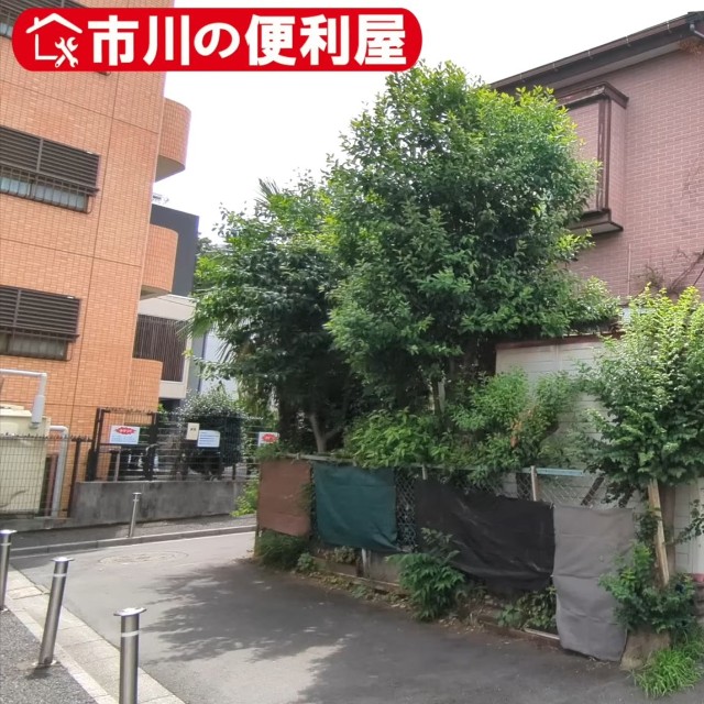 高木が重なり、奥まで見通せない状態／市川の便利屋さん（@ichikawanobenriya）提供